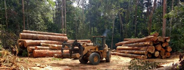 Best Lot and Land Clearing  in Flushing, MI